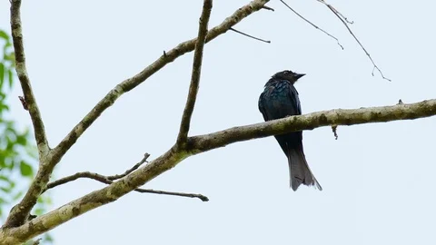 Spangled Drongo, Dicrurus bracteatus, perched on a bare branch in a windy Stock Footage 121435850