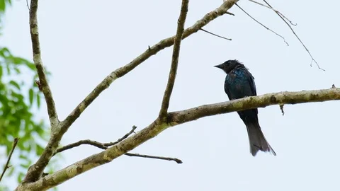 Spangled Drongo, Dicrurus bracteatus, perched on a bare branch looking Stock Footage 121435870