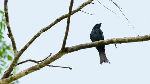 Spangled Drongo, Dicrurus bracteatus, perched on a bare branch while the Stock Footage 121435888