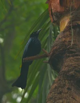 Spangled drongo Stock Photos