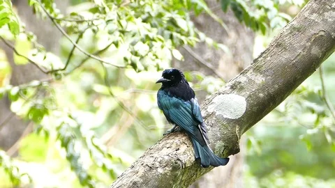 Spangled Drongo in tropical rain forest. Video stock 70679852