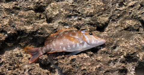 Spangled emperor fish on the rocks Stock Footage 171605236