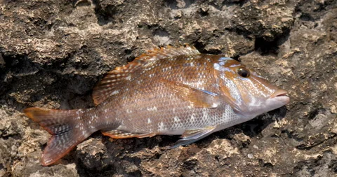 Spangled emperor fish on the rocks Stock Footage 171605244