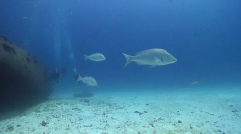 Spangled emperor hovering on wreckage, Lethrinus nebulosus, HD, UP21079 Stock Footage 38286552