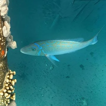 Spangled Emperor Under the Pier Stock Photos