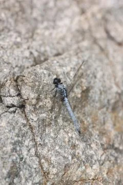 Spangled skimmer dragonfly on stone. Foto stock