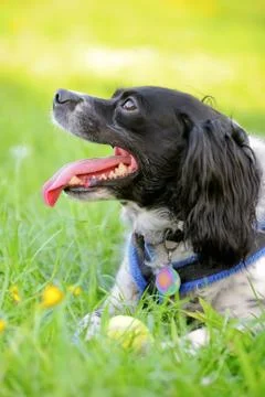 Spaniel and ball Stock Photos