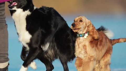 A Spaniel and Border Collie joyfully run and play on a frozen lake, full of Vídeo Stock 310101010