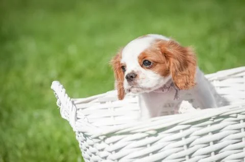Spaniel in a basket Stock Photos