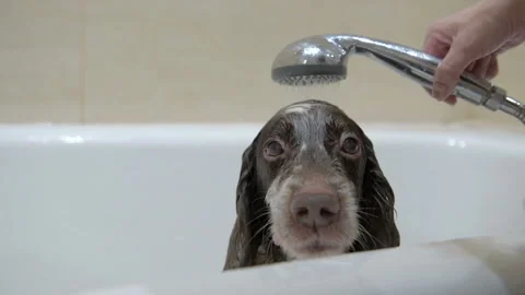 Spaniel bathes in the bathroom after a walk. Stock Footage 101274209