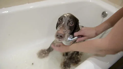 Spaniel bathes in the bathroom after a walk. Stock Footage 101274545