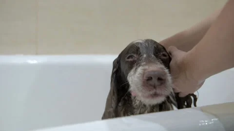 Spaniel bathes in the bathroom after a walk. Stock Footage 101274627