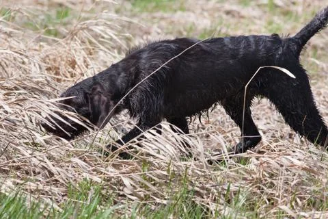 Spaniel on the bird hunt Stock Photos