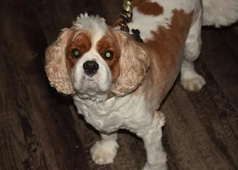 Spaniel dog breed Stock Photos