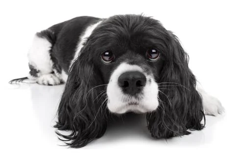 Spaniel Dog Isolated Stock Photos