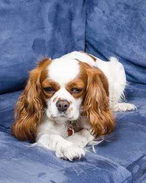 Spaniel dog lying on couch Stock Photos