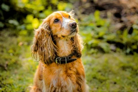 Spaniel dog Stock Photos