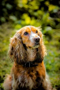Spaniel dog Stock Photos