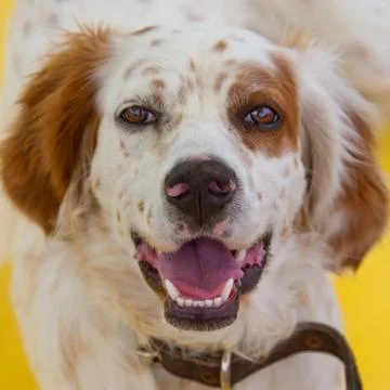 Spaniel dog portrait Stock Photos