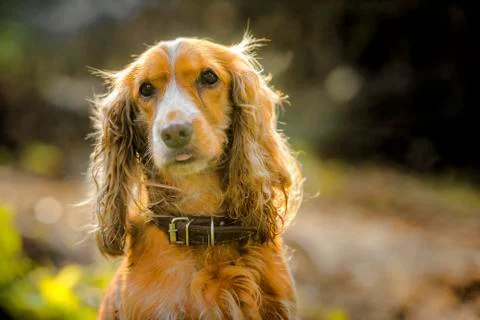 Spaniel dog portrait Foto stock