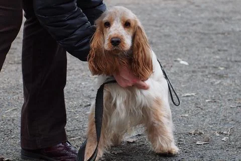 Spaniel dog sitting Stock Photos