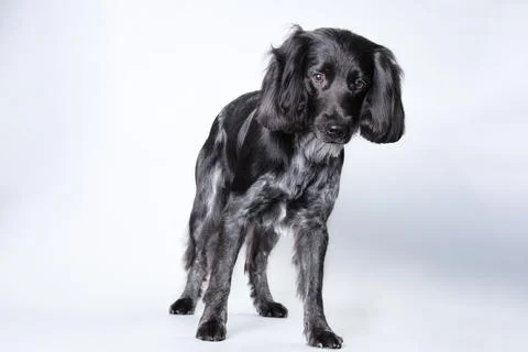 A spaniel dog standing on a light background Stock Photos