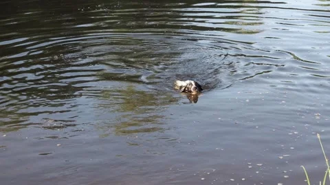 A spaniel dog swims in a river on a warm summer day. Stock Footage 288175518