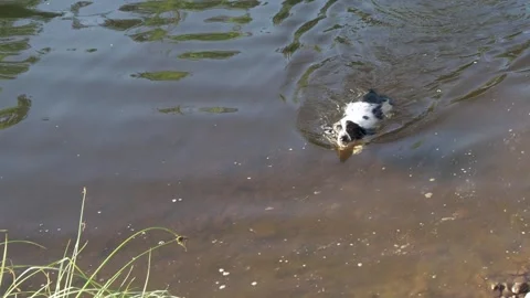 A spaniel dog swims in a river on a warm summer day. Stock Footage 288175535