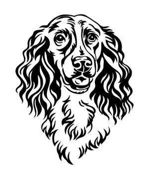 Spaniel dog vector black contour portrait vector Stockillustratie