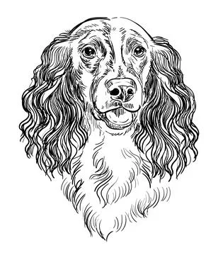 Spaniel dog vector hand drawing vector portrait Stock Illustration