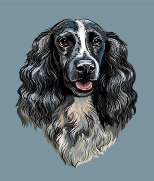 Spaniel dog vector hand drawing vector portrait color Stock Illustration