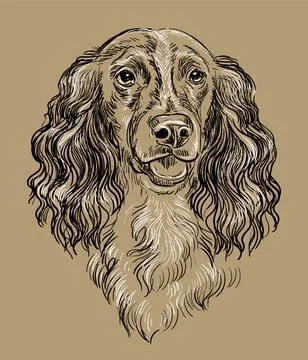 Spaniel dog vector hand drawing vector brown Stock Illustration