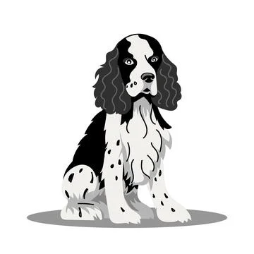 A spaniel dog. Vector illustration on a white background Stock Illustration