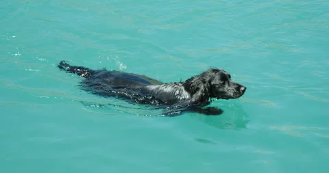 A Spaniel enjoying swimming. Vídeos de archivo 138968718
