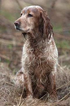 Spaniel on the field Stock Photos