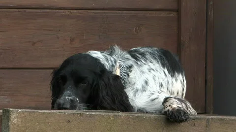 Spaniel. Stock Footage 714012