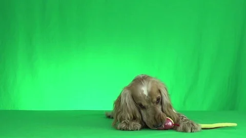 Spaniel on a green background Stock Footage 79024902