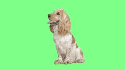 Spaniel on a green screen Stock Footage 79670768