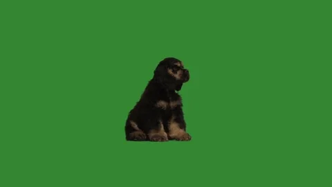 Spaniel on a green screen Stock Footage 107373639