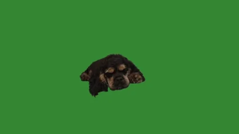 Spaniel on a green screen Stock Footage 107373643