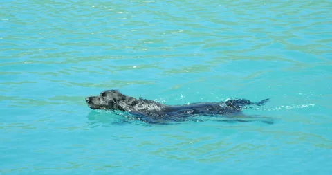 A Spaniel having fun swimming in a cool blue lake. Vídeo Stock 138956472