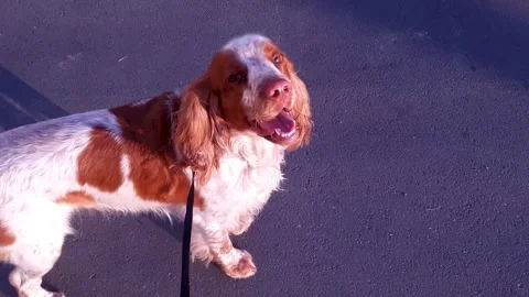 A spaniel on a leash walks on the asphalt. Spaniel strolls along, brown puppy. Stock Footage 314898209