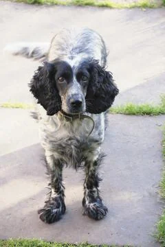 Spaniel look at camera over concrete path Fotos Stock
