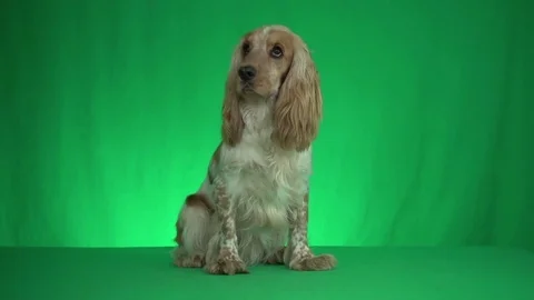Spaniel looking around on a green background Stock Footage 79024919
