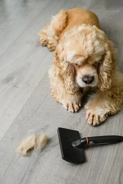 Spaniel lying on the floor with a comb at home. Stock Photos