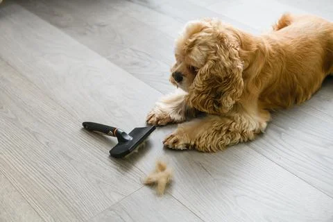 Spaniel lying on the floor with a comb at home. Stock Photos