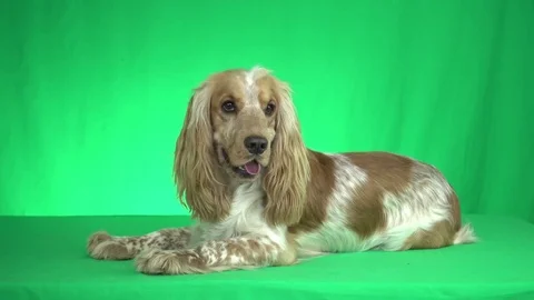 Spaniel lying on a green background Stockbeeldmateriaal 79024951
