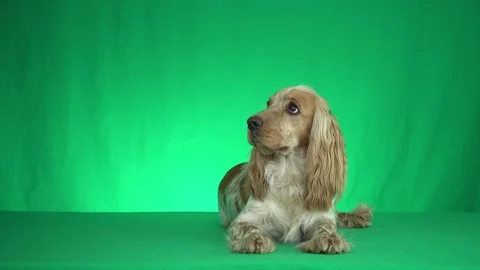 Spaniel lying on a green background Stock Footage 79024993