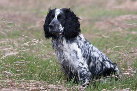 Spaniel on the meadow Stock Photos