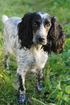 Spaniel Stock Photos